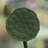 Nelumbo nucifera Gaertn.